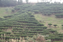 Camellia-sinensis-farm