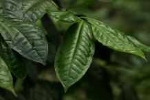 Camellia-sinensis-leaves