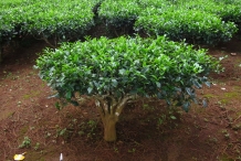 Camellia-sinensis-shrub