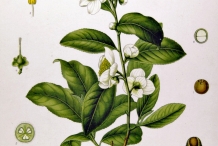 Illustration-of-Camellia-sinensis