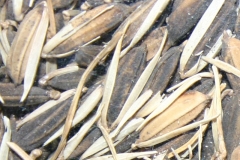 Arrican-rice-with-inedible-husk