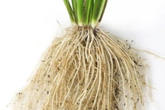 Roots-of-African-rice