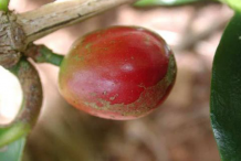 Closer-view-of-Coffee