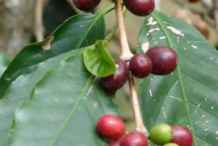 Coffee-on-the-plant