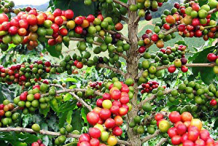 Coffee-Plant