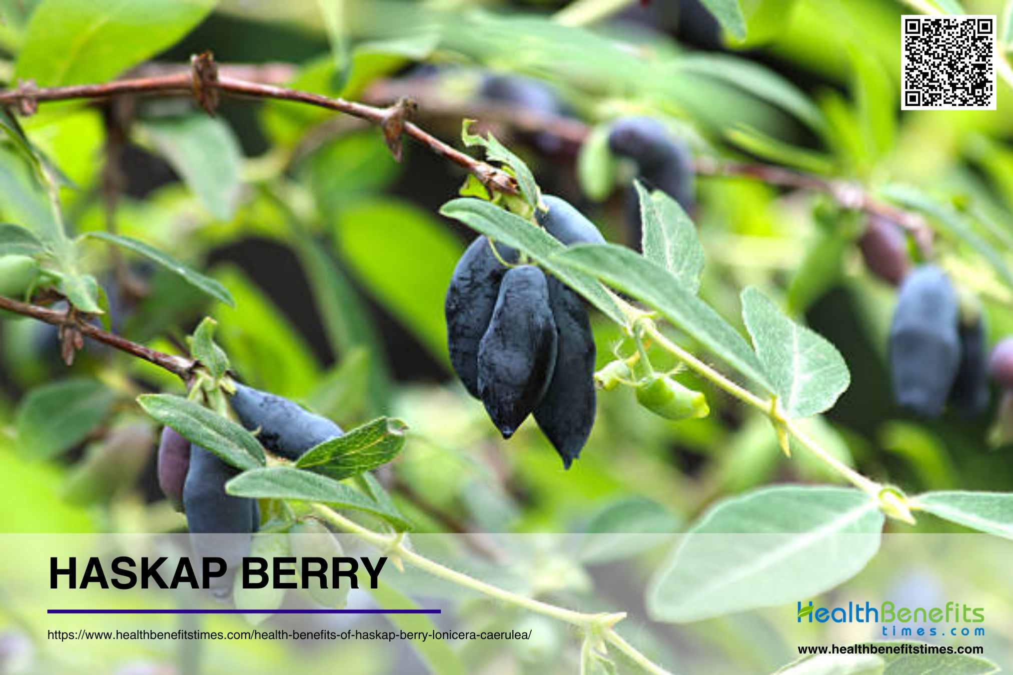 Haskap-Berry.png