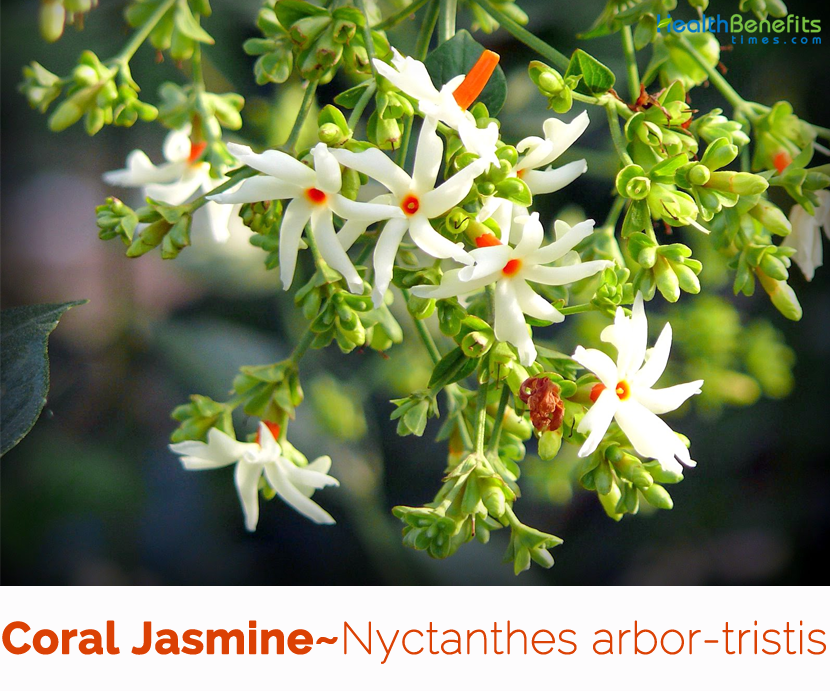 Health benefits of Coral Jasmine (Parijat)