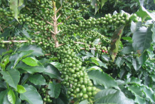 Immature-coffee-on-the-plant