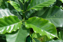 Leaves-of-Coffee-plant