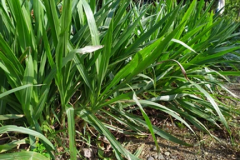 Leaves-of-Pearl-millet