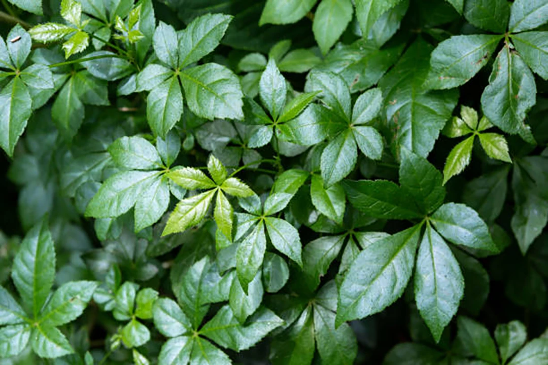 Acanthopanax trifoliatus