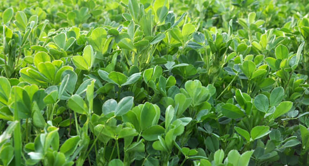 Alfalfa