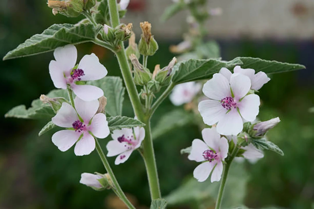 Althaea officinalis