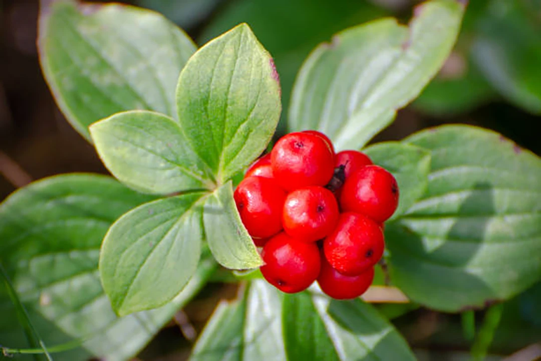 American ginseng