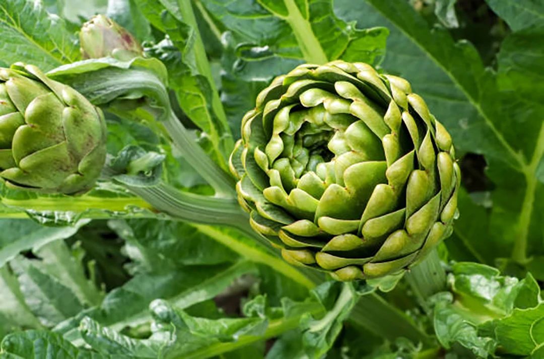 Artichoke