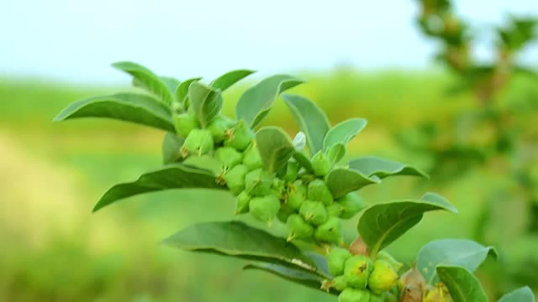 Ashwagandha
