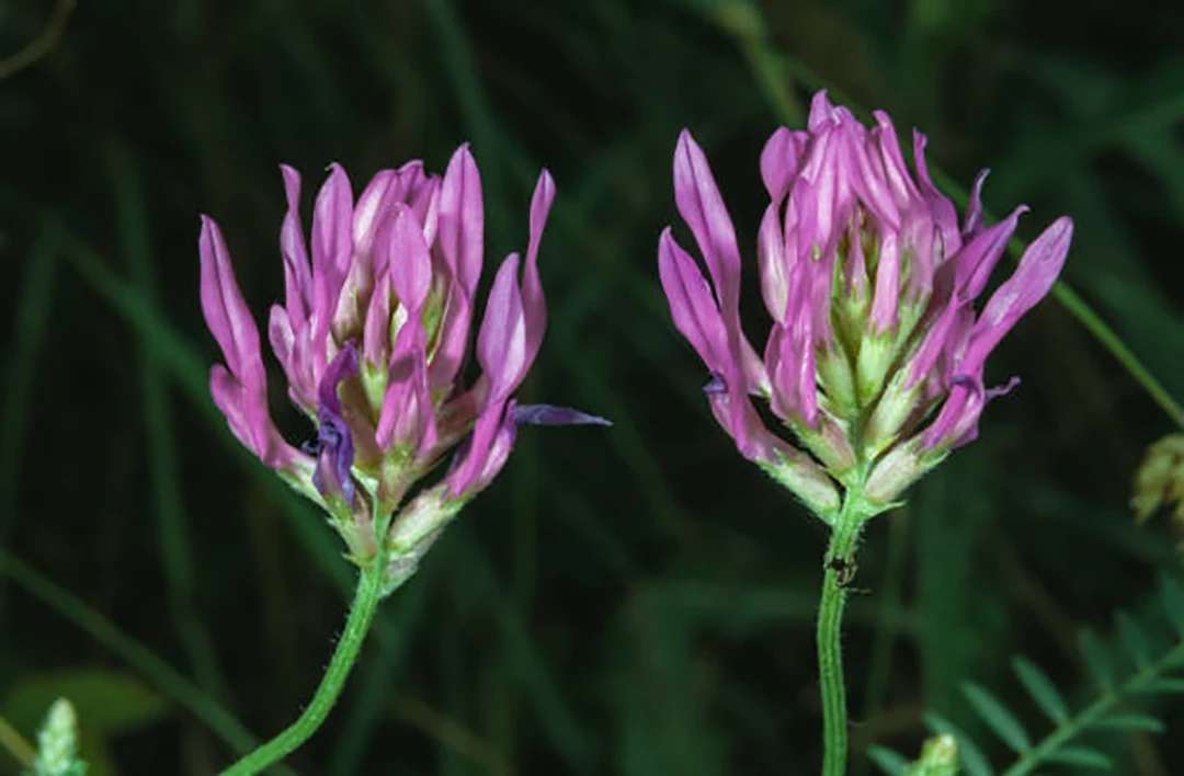 Astragalus