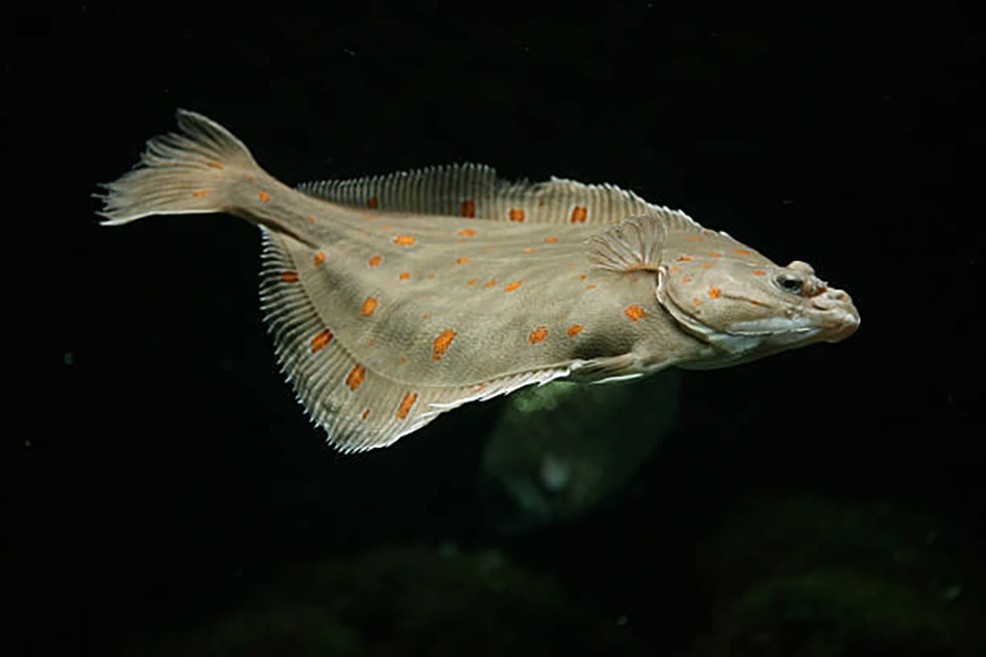 Atlantic Flatfish