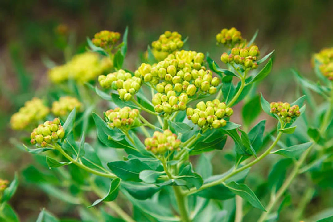Bupleurum