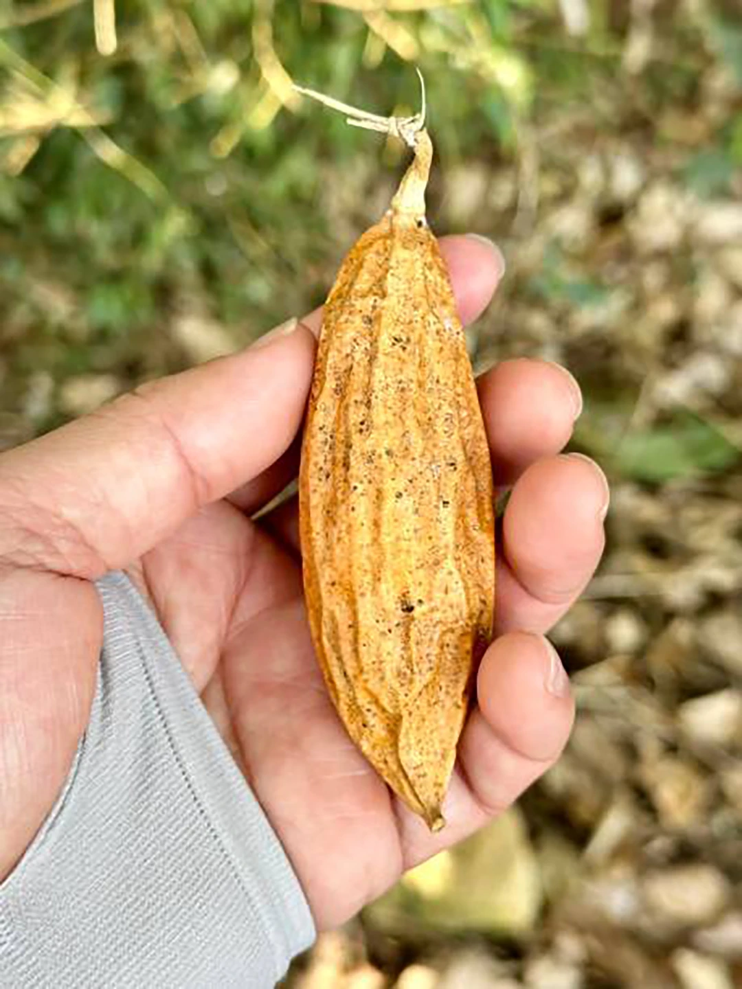 Cassabanana
