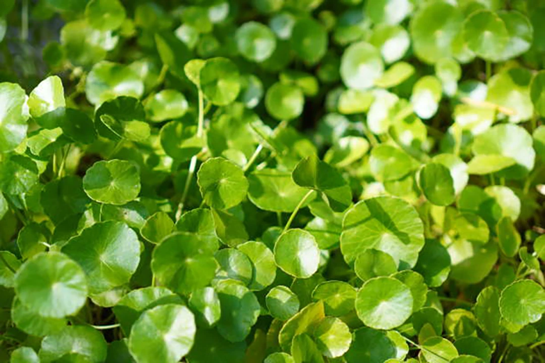 Centella asiatica