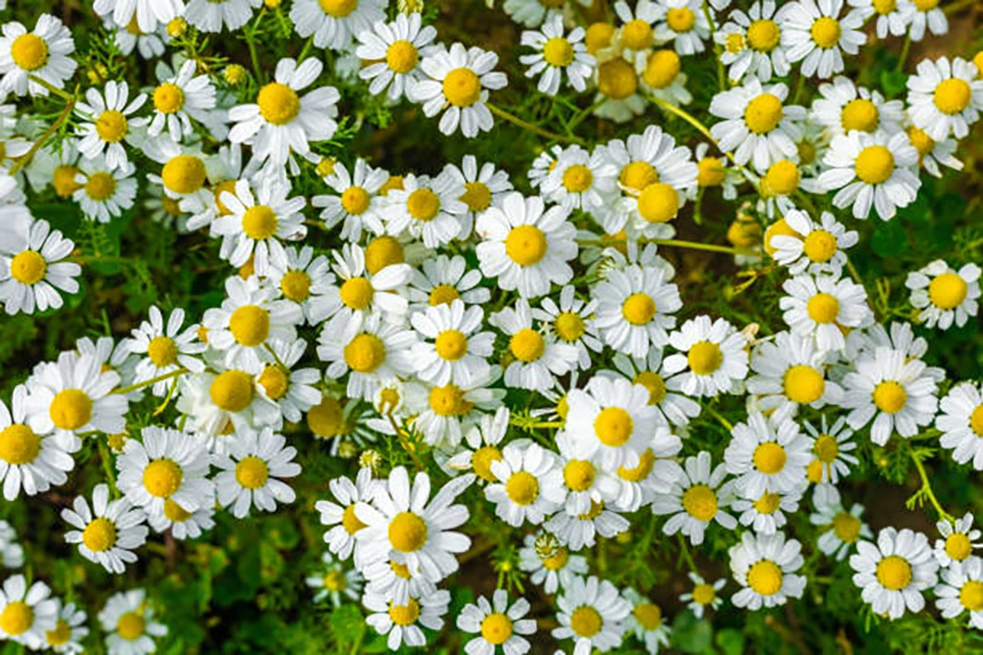 Chamomile