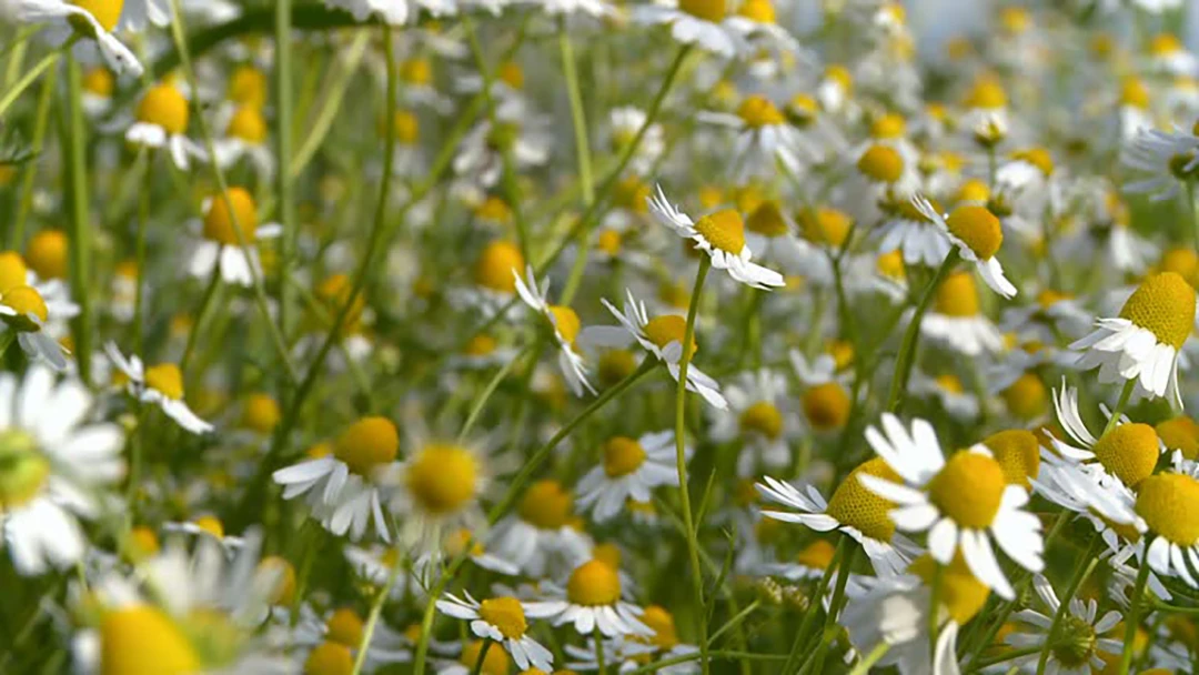 Chamomile