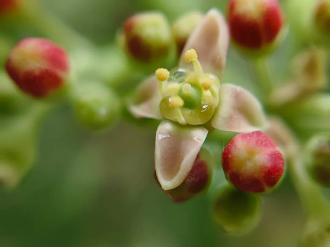 Cissus quadrangularis
