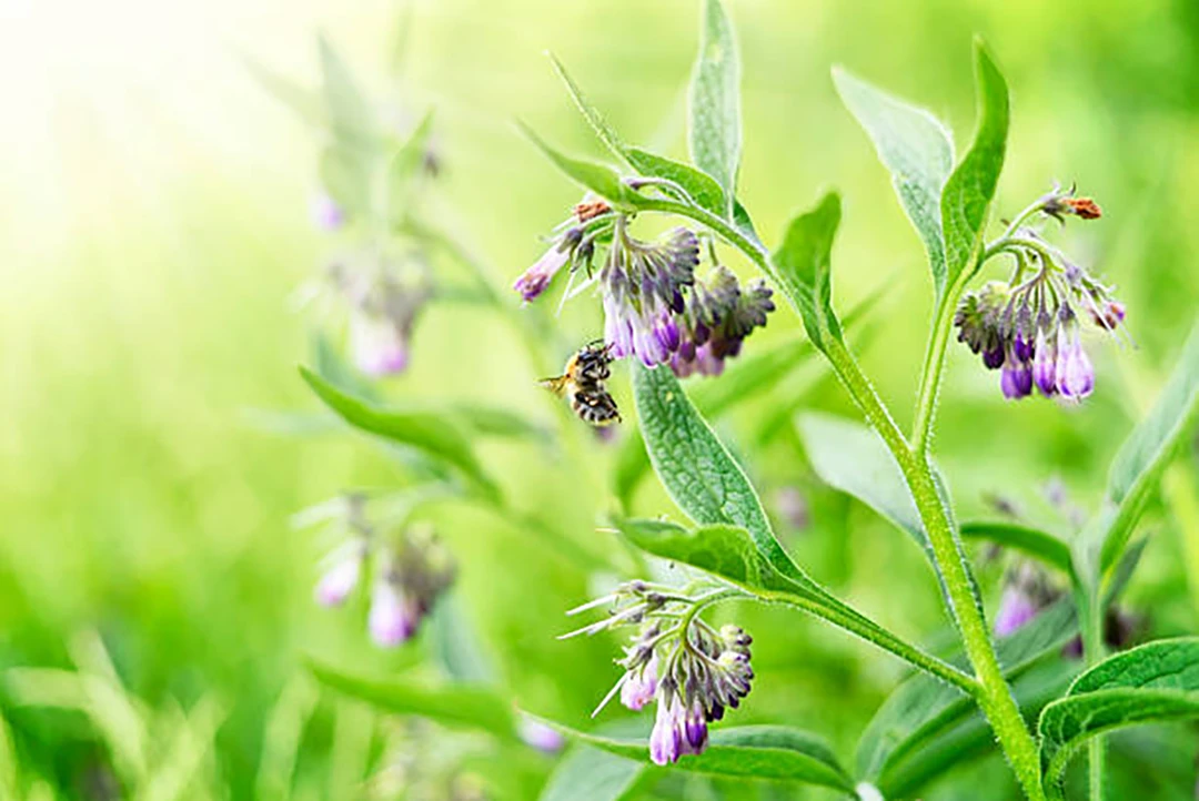 Comfrey