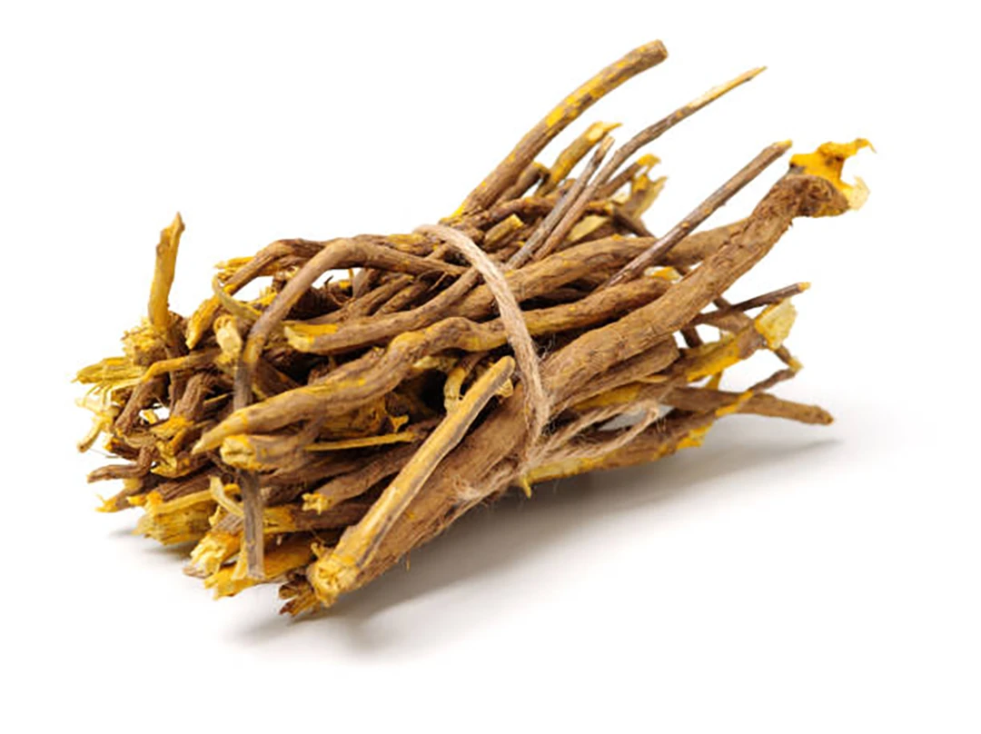 Coptis chinensis
