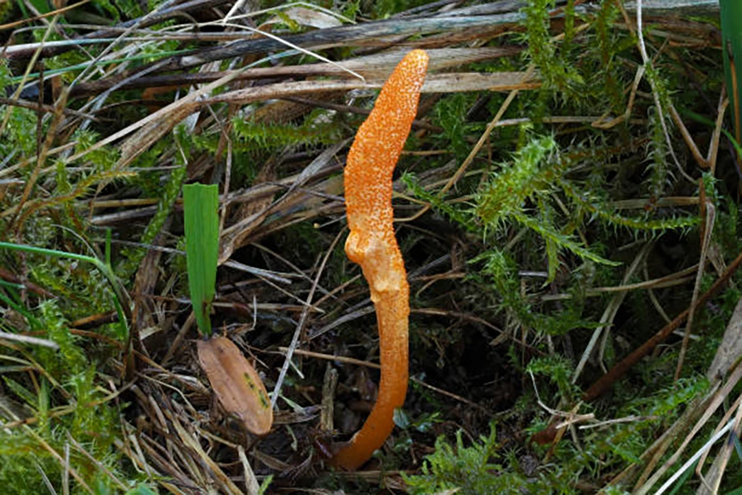 Cordyceps militaris