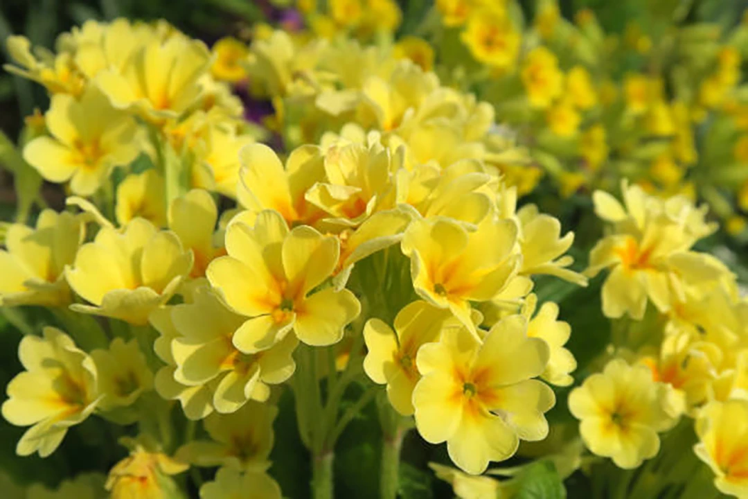Cowslip