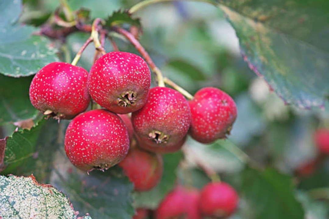Crataegus pinnatifida