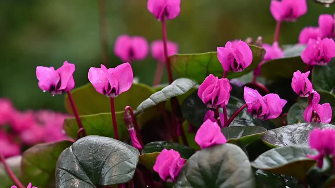 Cyclamen Europaeum