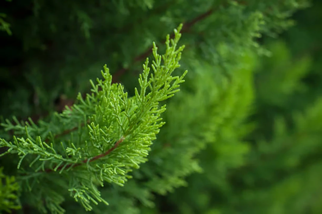 Cypress