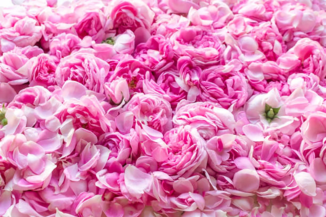 Damask Rose