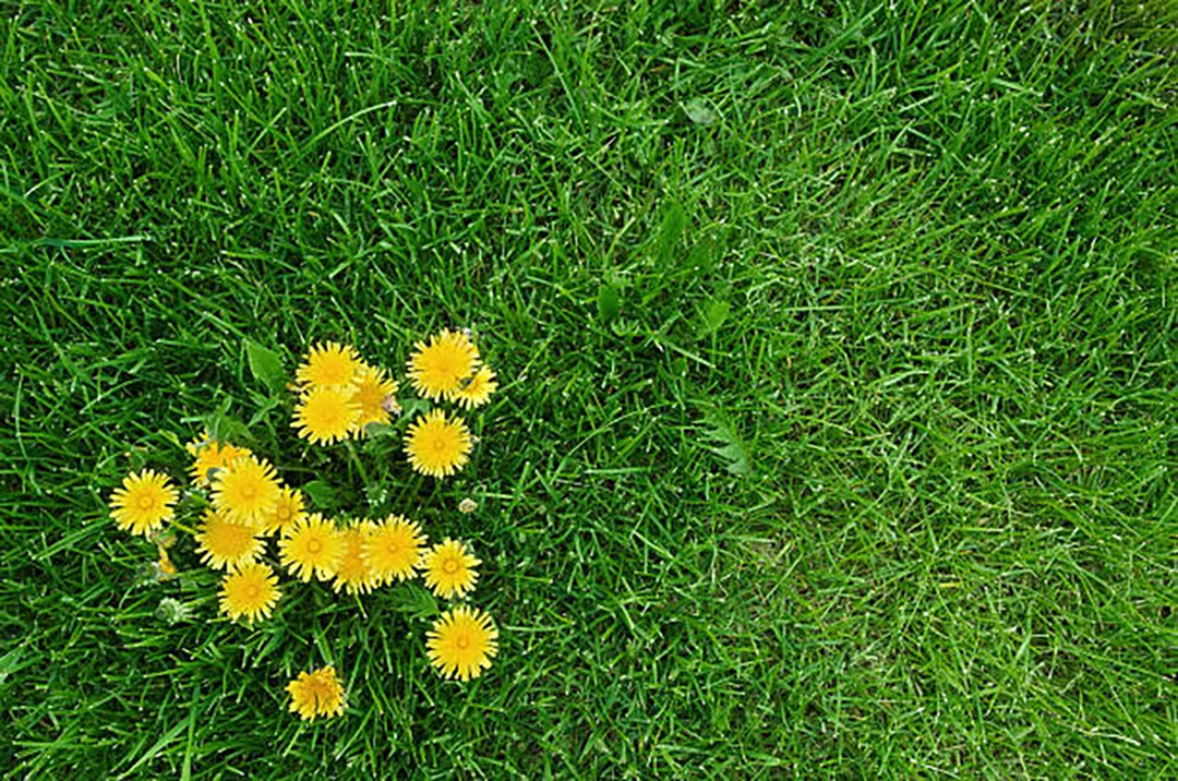 Dandelion