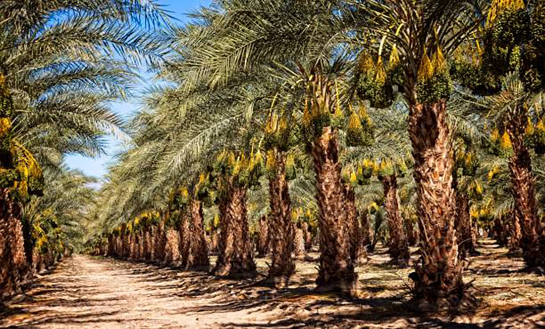 Date palm