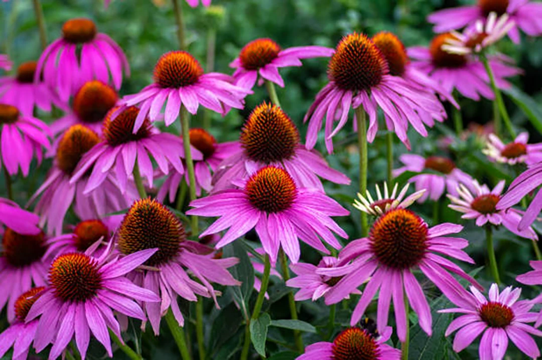 Echinacea
