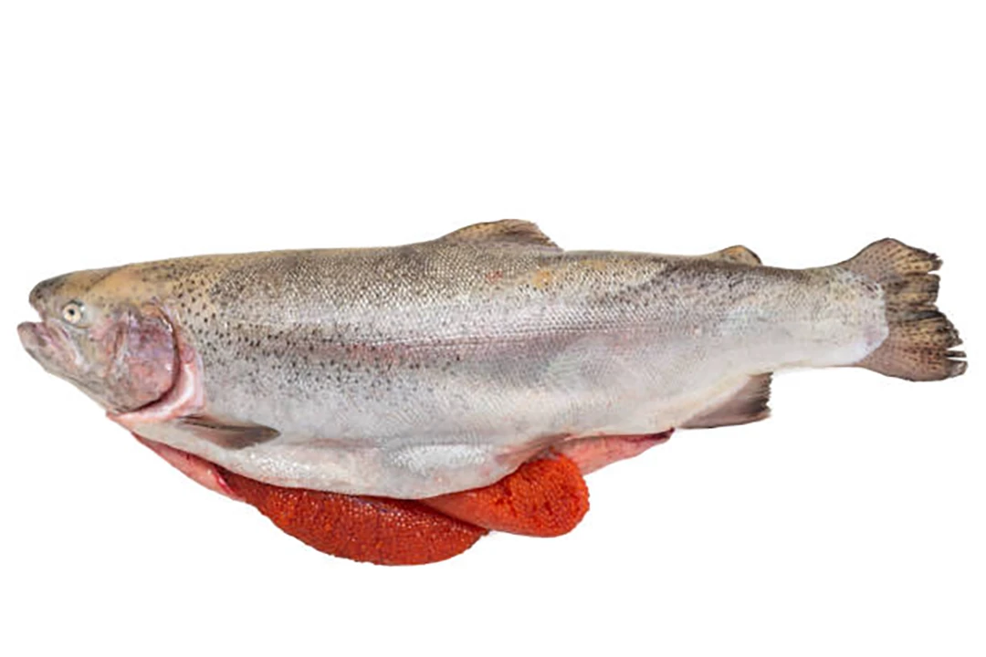 Farmed Salmon
