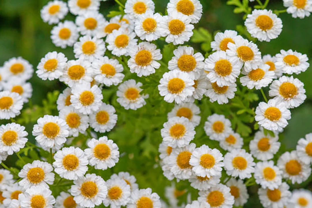 Feverfew