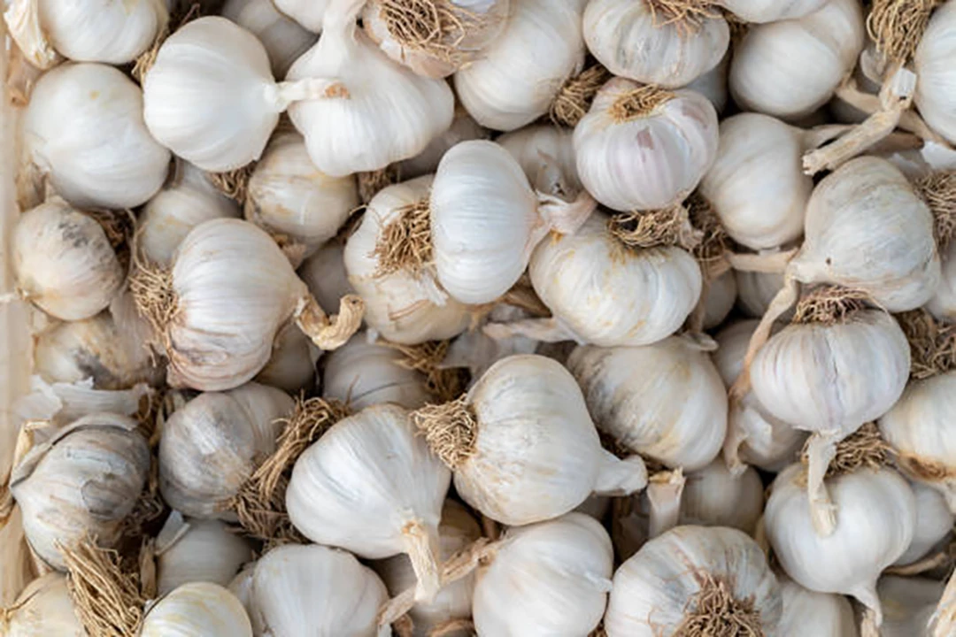 Garlic