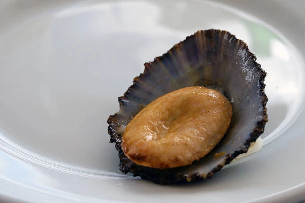 General Abalone Species