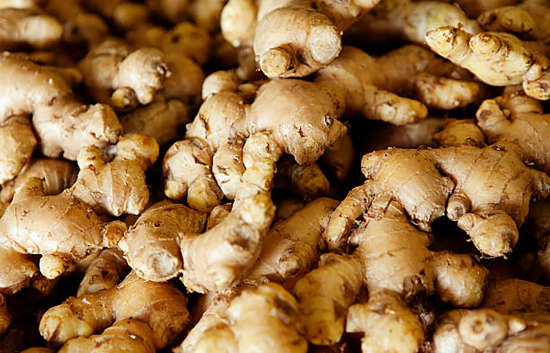 Ginger