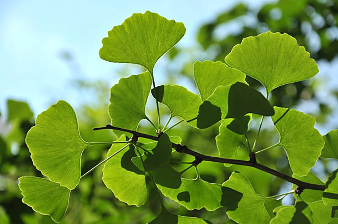 Ginkgo biloba