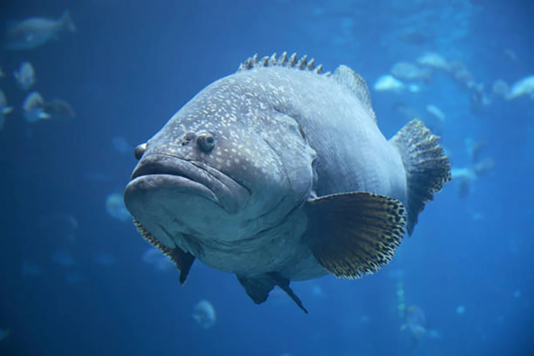 Grouper