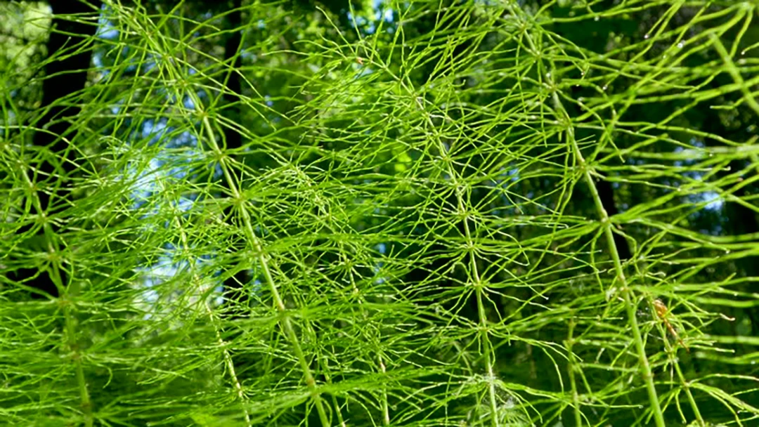 Horsetail