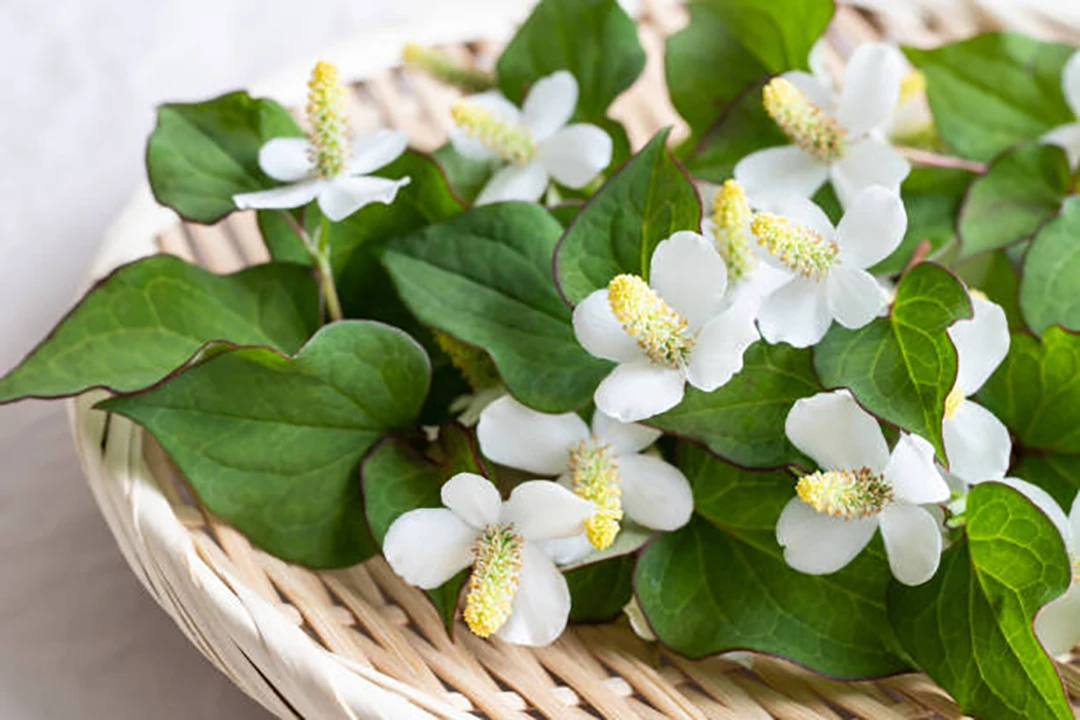 Houttuynia cordata