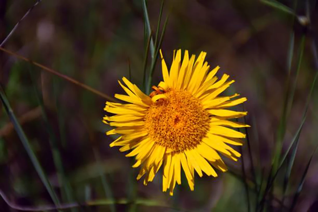 Inula montana