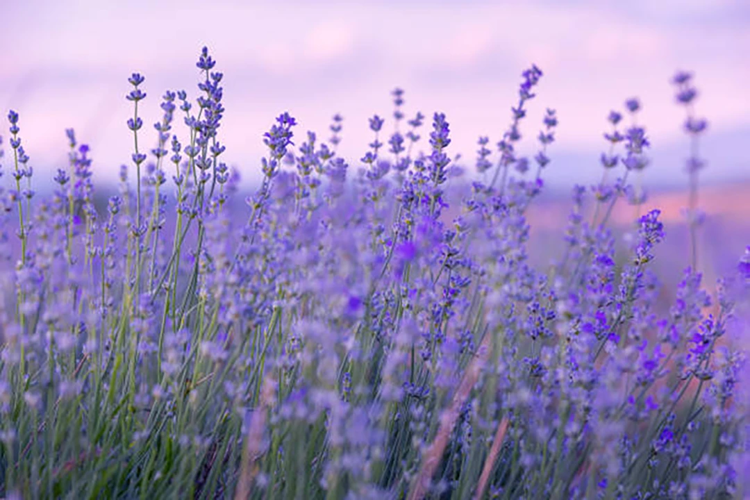 Lavender
